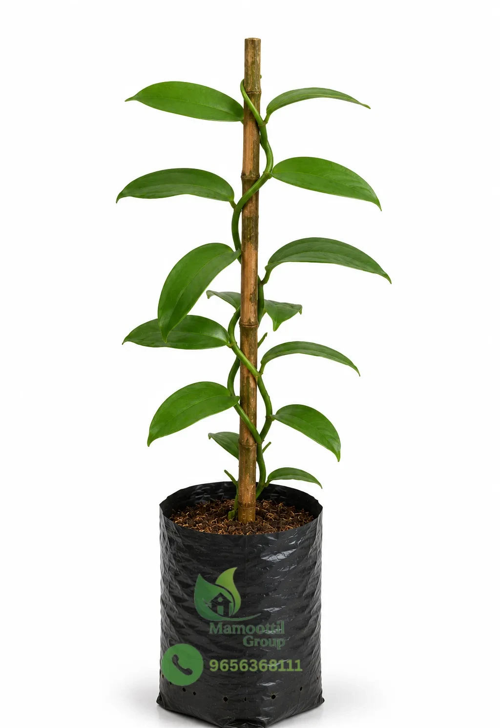 Vanilla Orchid Vine